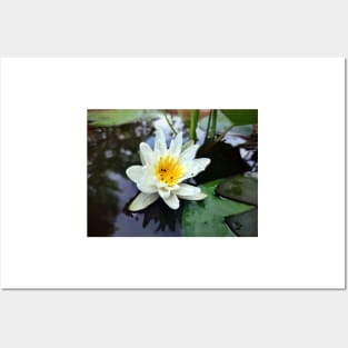 Little water lily Posters and Art